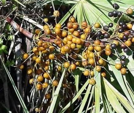 SavPalmetto ekstrakt